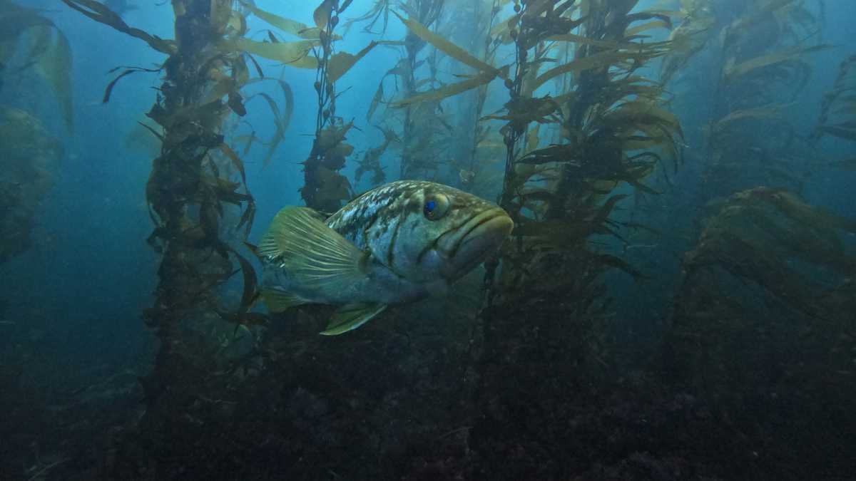 photograph of a kelp bass