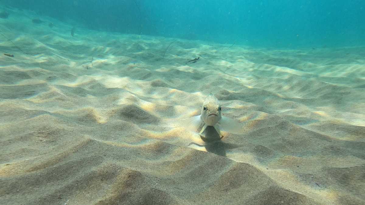 photograph of a kelp bass